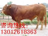 承德牛业发展趋势 承德养牛赚钱吗 承德最