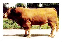 大型养殖场09年肉牛价格预测肉牛行情预测