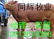 河南肉牛犊300-500斤肉牛价格