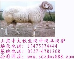 郑州小牛犊价格肉牛价格黄牛价格