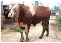 黑龙江适合养殖什么品种的肉牛