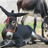 全国肉驴的销售的价格山东隆泰牧业