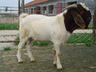 波尔山羊品种 波尔山羊养殖方法 波尔山羊