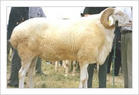 波尔山羊品种介绍 波尔山羊价格 小尾寒羊