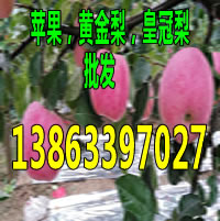 白山嘎拉苹果价格 水果