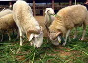 中华国宝名称的小尾寒羊养殖场养羊基地