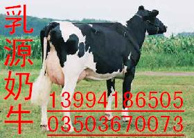 黑龙江出售高产奶牛