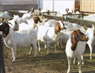饲养什么品种的肉羊效益最高同辉牧业欢迎