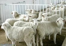 20斤纯种小尾寒羊多少钱一只 肉羊养殖技术