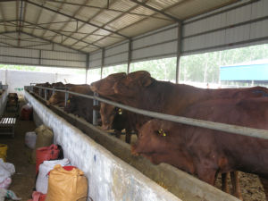 哪里卖肉牛 哪里卖育肥牛犊和繁殖母牛
