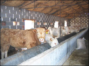 肉牛养殖利润分析 育肥肉牛的养殖利润分析