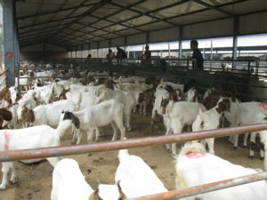 肉牛养殖前景肉牛的养殖肉牛养殖视频
