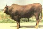 甘肃平凉肉牛养殖场的致富经验广西肉牛养殖