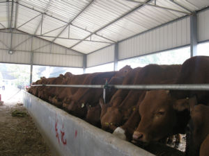 肉牛价格肉牛饲料配方肉牛养殖技术