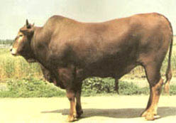 山东肉羊