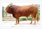 黑河肉牛养殖基地 肉牛价格 中国肉牛养殖