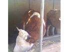 小牛价格小牛的养殖利润小牛犊养殖场