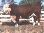 西门塔尔牛牛犊供种基地