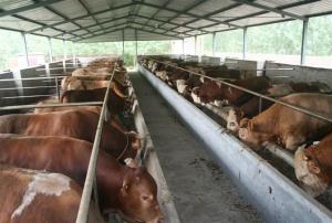 肉牛养殖利润润农牧业好肉牛养殖效益分析