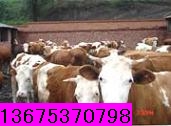 贵州肉牛养殖技术怎么提高养羊效益