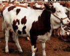 小牛犊肉牛养殖技术肉牛犊的养殖品种