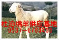 5月份安徽省鲁西黄牛价格行情趋势