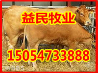 贵州省贵阳肉牛养殖场
