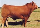 肉牛养殖基地肉牛的价格肉牛的饲养重庆肉牛