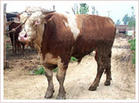 黄牛的养殖技术黄牛养殖黄牛养殖成本
