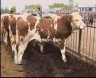 育肥肉牛犊种羊养殖场-改良肉牛价格波尔山