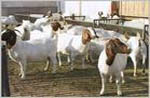 西门塔尔牛犊改良肉牛犊纯种波尔山羊