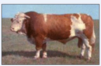 改良育肥牛犊牛犊养殖补贴