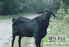 浙江最有前景的养殖业 肉牛养殖效益