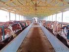 肉牛养殖前景养殖肉牛行情等栏目肉牛养