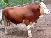 西门塔尔肉牛犊   鲁西黄牛