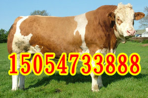 鲁西黄牛最新价格