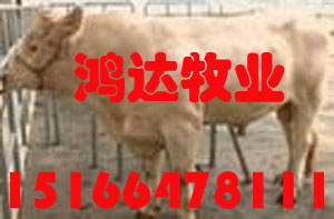 重庆最大养肉牛的养殖基地河南的肉牛养殖公