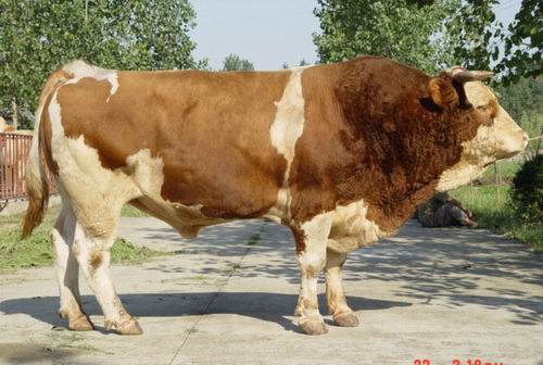 湖北鄂州哪有肉牛养殖场出售肉牛犊
