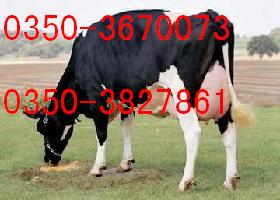 奶牛奶牛价格奶牛养殖奶牛场