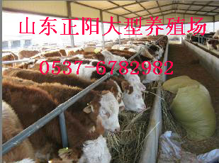 贵州改良肉牛犊繁育基地