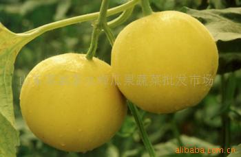 伊丽莎白瓜 黄皮 丰田 伊丽莎白瓜 黄皮 丰田