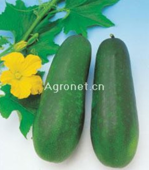 小冬瓜 豆角 小冬瓜 豆角