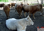 养殖场强民肉牛养殖到鸿达牧业