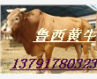 鲁西黄牛-黄牛常见病的防治方法