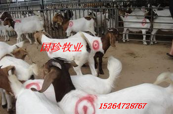 如何提高母羊的繁殖率-中国贸易网