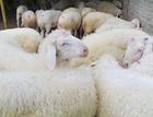 威海波尔山羊养殖效益