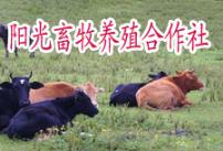 怎么样养殖肉牛肉羊养殖技术养殖效益
