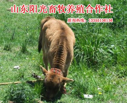 洛阳肉牛犊大型养殖场小牛犊大型养殖基地