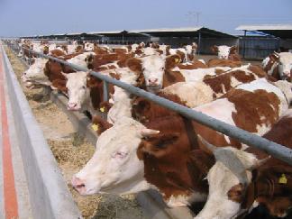 江西肉牛养殖基地浙江肉牛养殖基地