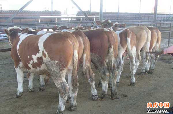 怎样养肉牛 怎样饲养肉牛 肉牛养殖 肉牛